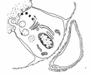 ����� ������������ ������� � ��������