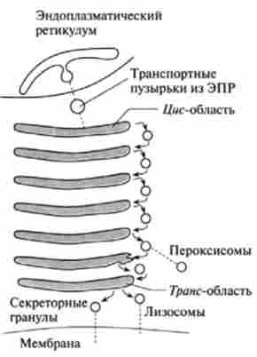 ������ ������