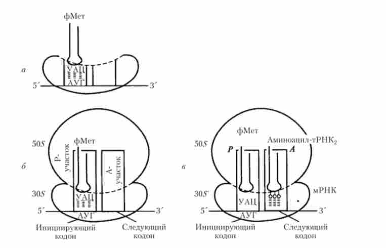 �������� ����� ����������