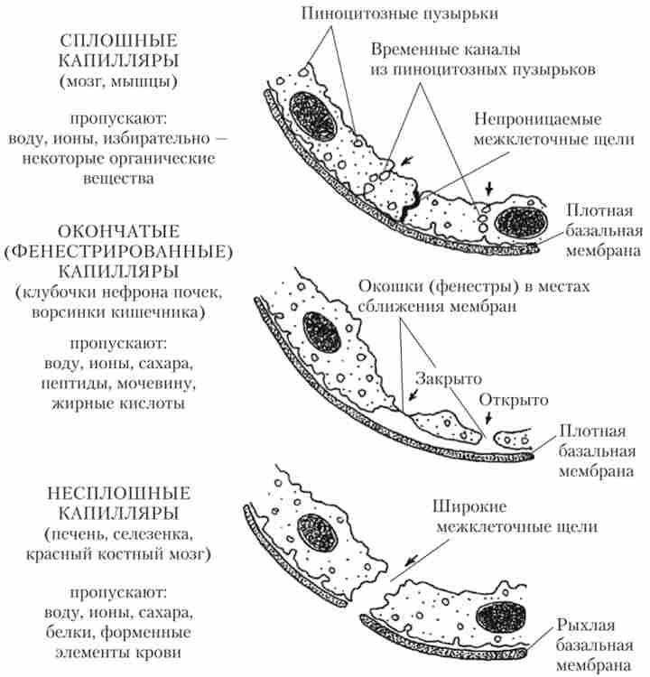 ĳ����� ��� ��������� ����� ����� ����. ����������� ���������� �� ����������� ��� ����� ������� � �����