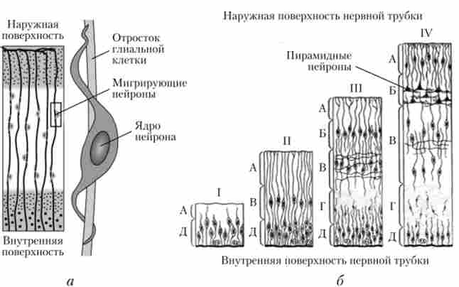 ̳������ �������� � �����, ���� �����������