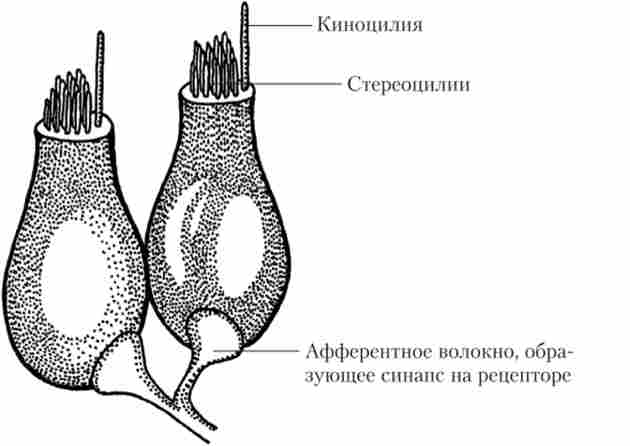 �������� ������������ ���������