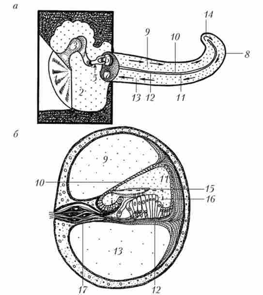 ���������� (�) � ���������� (�) ������ ����� �������