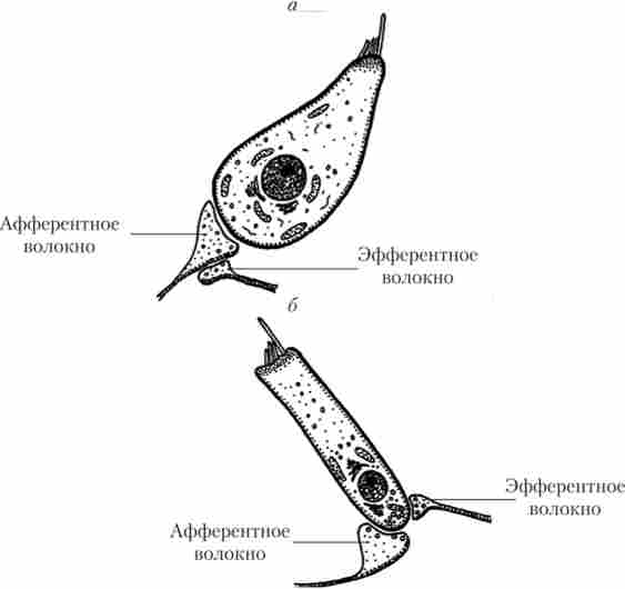 ���������� ��������� (�) � ��������� (�) ���������� �����