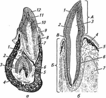 ���������� ����� ����