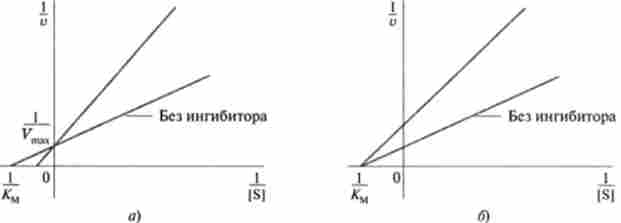 ������ ���������-����� ��� ������������� ����� ���� ����������