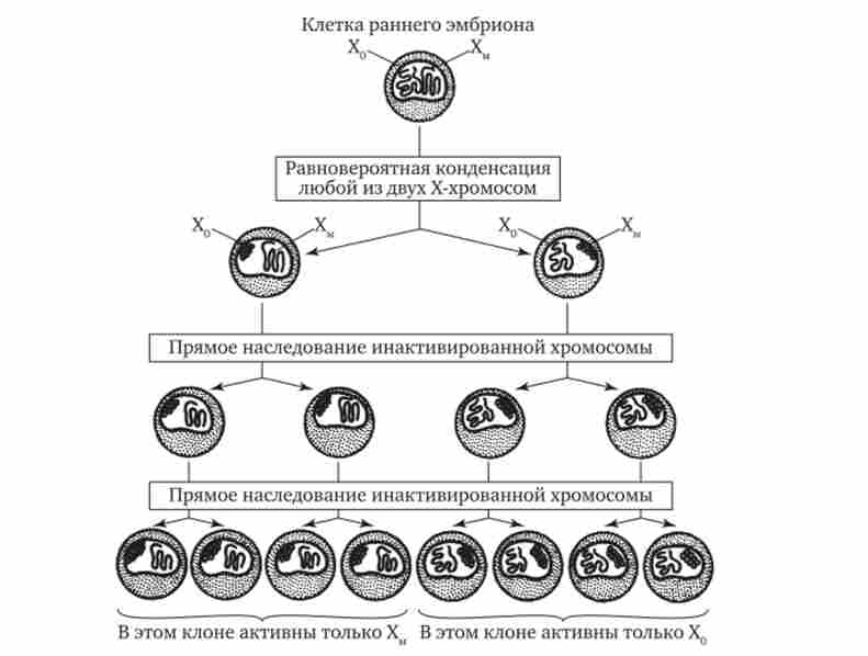 ��������� ����������� ������������ �-��������� � ������� ������� ���������