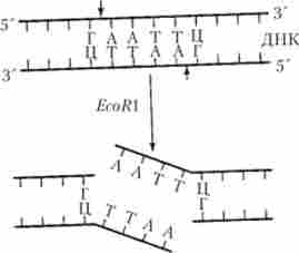 �������� 䳿 ���������� EcoR