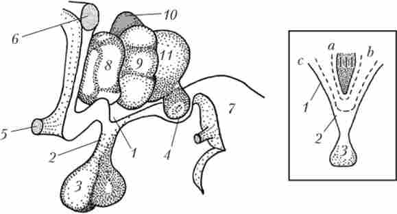 ����� ������ ����������� � ������������ (����) � ����������� (��������) �����