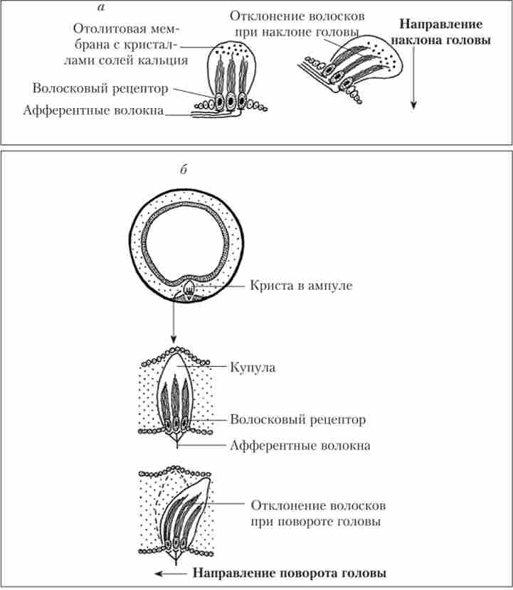 ������������ ��������� � ������ (�) � ������� (�)