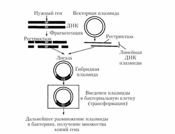 ���������� ����, �� ����������� � �������� ��������� ���������� ���, � �������� �������� �������� ��� � ������������� ���������� � �����