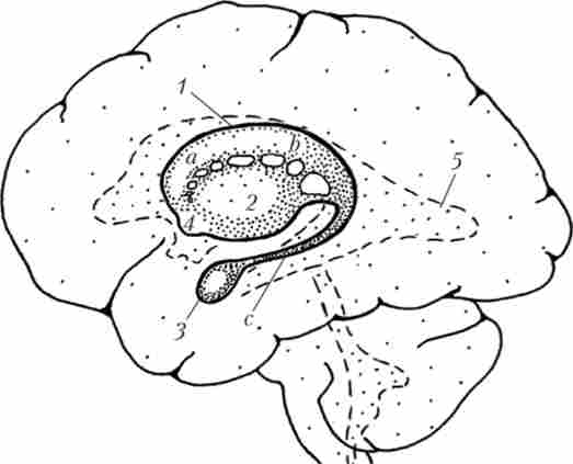 �������� ����볿 ������� ������