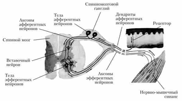 ������ ���- � ������������� ������������ ���