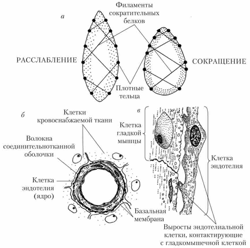 ���������� ������ �������'������ ����� ����� ������