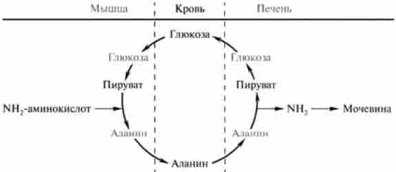 �������-���������� ����