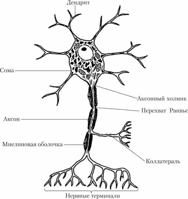 ������� ������