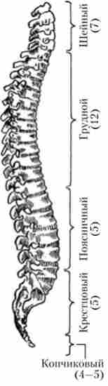 ������ ������ � ���� ����� (��� �����)