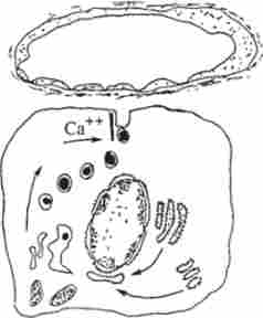 ����� ������������ ������� � �����������