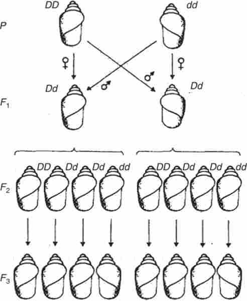 ����������� �������� ������������ �������� � ���������