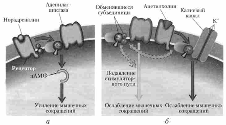 ������� ��������� ��������� (�) � ����������� (�)