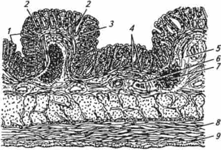 ������ �������� ���������