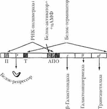 �������� ������ �. coli