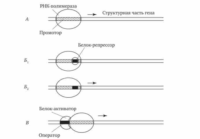 ����� �������������� � ������������ �����