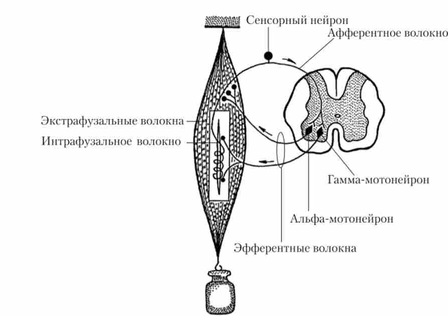 ��'���� �� ������������� � �'������� ���������