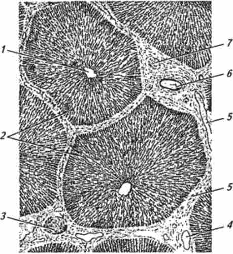 ������ ������� ����� (�� �. �. �������, �. �. ������������)