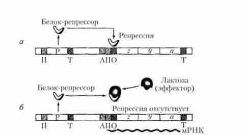 ������� � ��������� ������ �. coli
