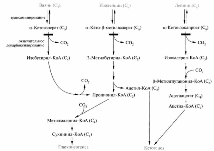 ����� ���������� ���������� ������������ ��������