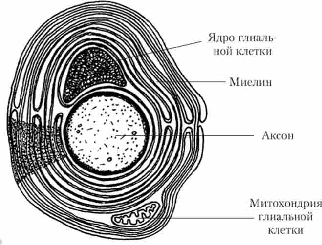 ���������� ����� ����� ����� ��������