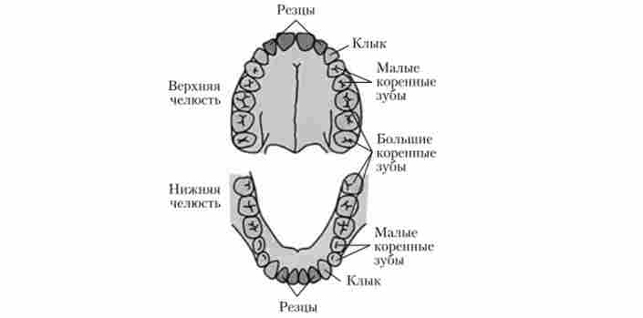 ���� ������� ������