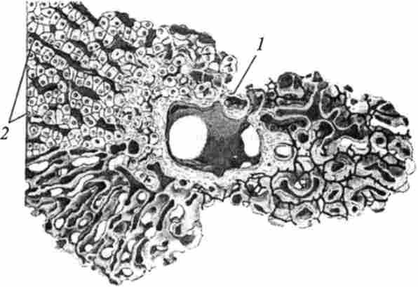 ������� �������� �������