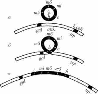 ���������� ����������� X � ����������� ������� ������ �. coli �� �������� ����� gal (��������� ���������) � trp (������ ����������)