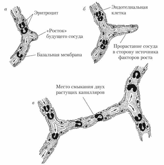 ����������� ������ ������� (�����)