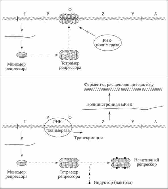 �������� ������ �. coli