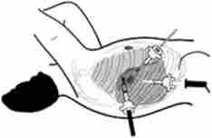 ̳��� �������� ������������