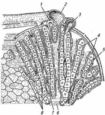 ��. ����� ������ ��������� �������� ������ (�� �. �. ��������������)