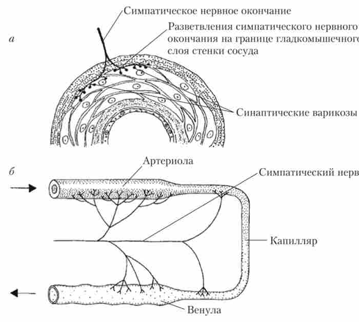 ����� ������������ �������� �������� � ����� ������ (�); ���������� ��������� (�)