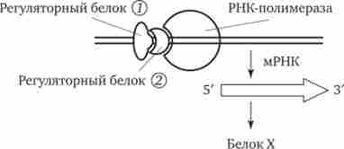 ��������� ������� ����, �� ���� ���� X � �������, ����� ������������� ������ �� ��'�������� � ���������� ������������� ������