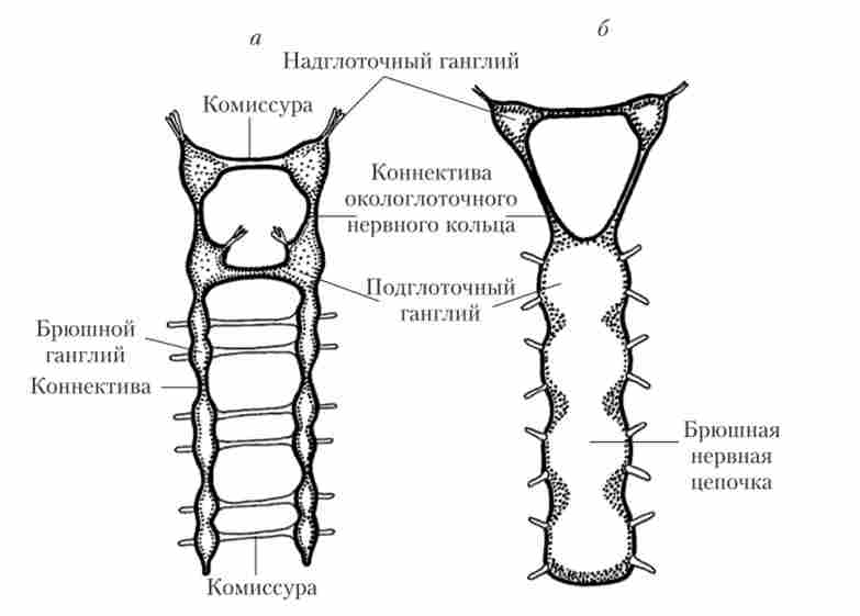������� ������� ������� ����'���