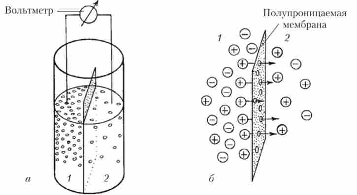 ����� ������ �������� �������