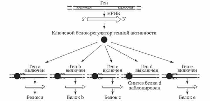 ��������� ������� �������� ����� ������� ����� �����-�����������