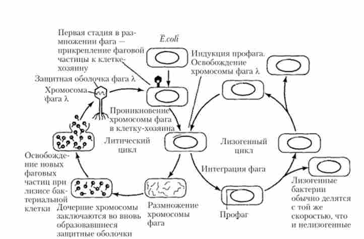��� ������� ��������� �������� �������� ���� X � ������� �. coli