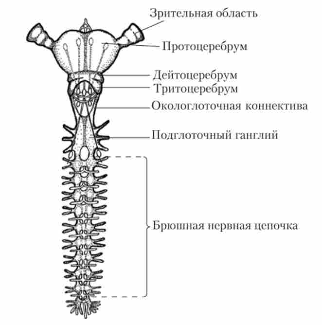 ������� ������� ������