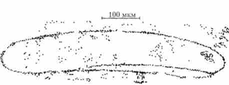 ������������ ������� �������� ��� ��������� �. coli. ����� ������ �������� ��������� ��������