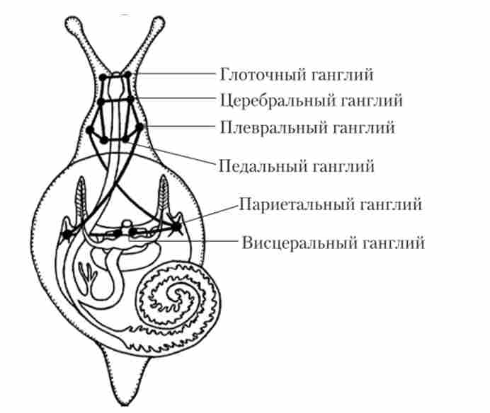 ������� ������� ����������� �������