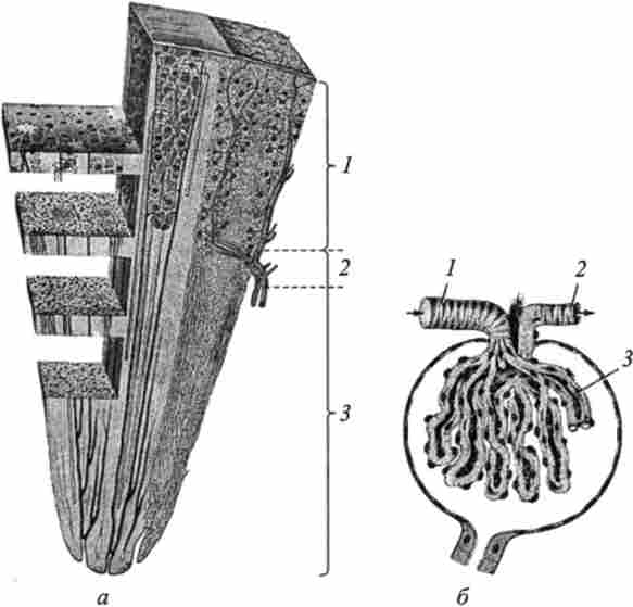 ������ �����