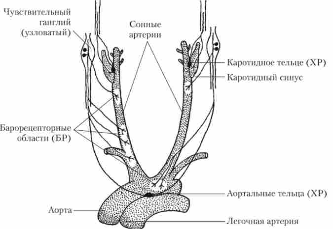 ������������ ������������� (��) � ������������� (��) � ���� � ����� �����